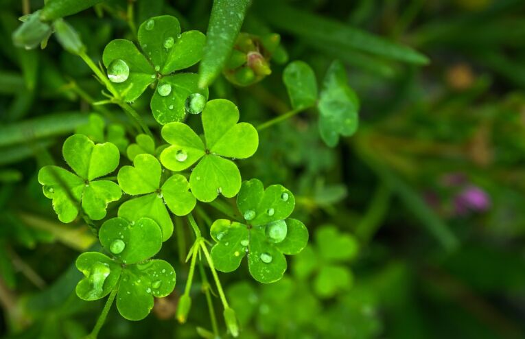 Saint Patrick à la Brasserie Etincelle