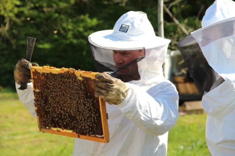 Vie de l'Abeille à la Maison Neufcoeur